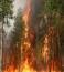 Зі спекою на Буковині почастішали пожежі