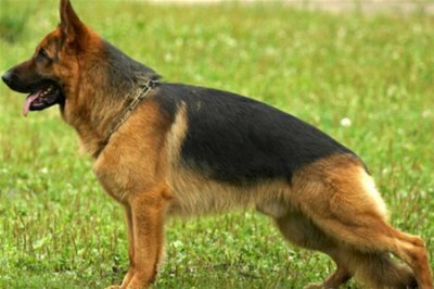 На Буковині пес знайшов набої заховані у ковбасу