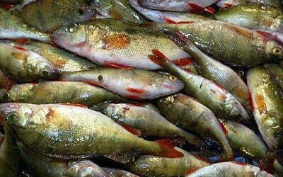 Триває досудове слідство за фактом незаконного вилову риби у Кельменецькому районі